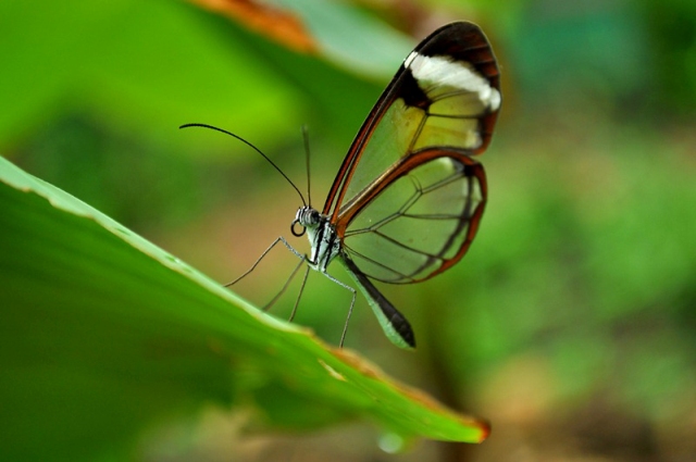 Butterfly Garden at Hotel Hacienda Guachipelin in Costa Rica