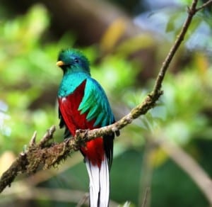 Costa Rica wildlife, Quetzal