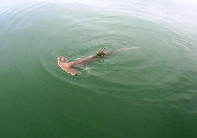 Juvenile Hammerhead shark in Golfo Dulce, image by Mision Tiburon Costa Rica