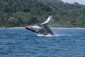 Humpback Whale jumping in Golfo Dulce, photo by CEIC
