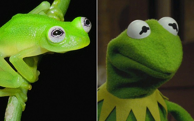 Kermit the frog in real life in Costa Rica, photo AP Brian Kubicki