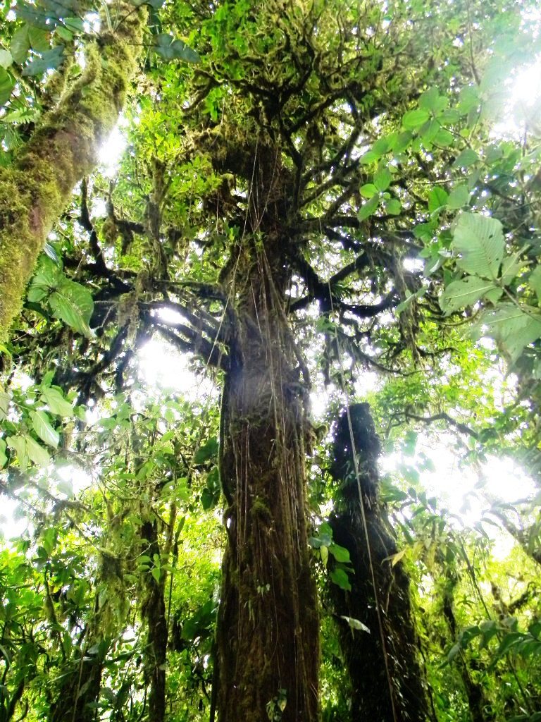 Monteverde Costa Rica, photo by Shannon Farley