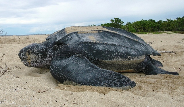 Playa del Coco tours leatherback sea turtle in Costa Rica