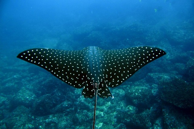 Playa del Coco tours scuba diving in Costa Rica