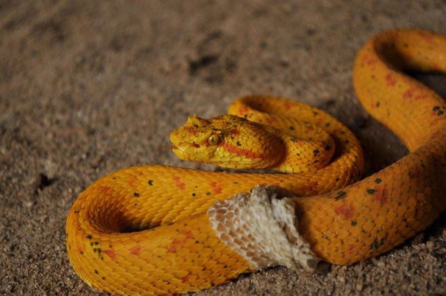 Serpentarium at Hotel Hacienda Guachipelin