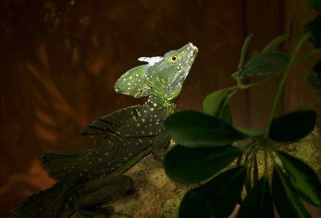 Basilisk lizard at Hotel Hacienda Guachipelin