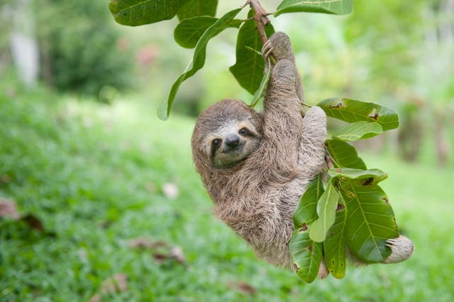 Sloth Newbie the baby female three-toed sloth in Costa Rica. Credit Sam Trull 2014