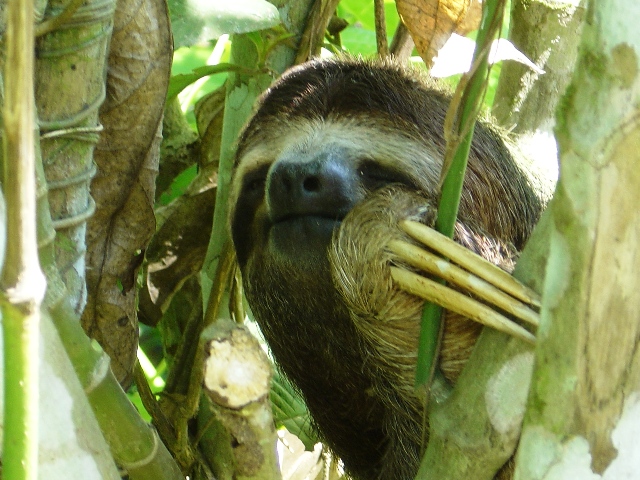 Sloth at Portasol Rainforest in Costa Rica