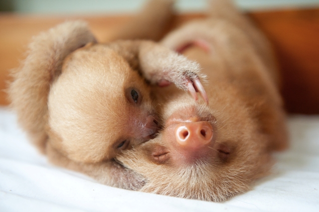 Sloth babies two-toed hugging. Credit Sam Trull 2014