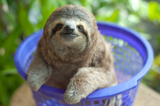 Sloth baby being weighed in plastic basket Costa Rica Credit Sam Trull 2014