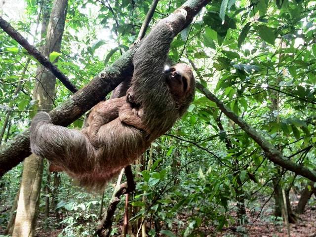 Sloth mother and baby at Portasol Rainforest in Costa Rica