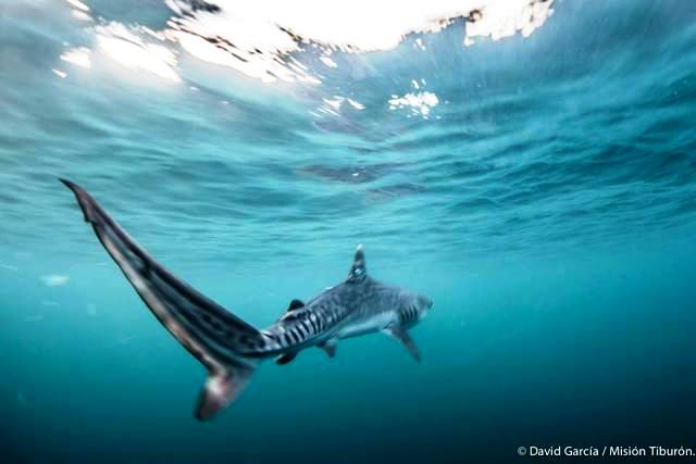 Tiger shark in Golfo Dulce, photo by David Garcia