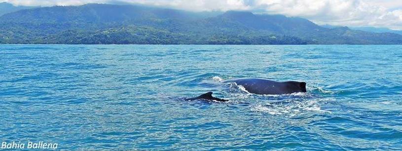 Humpback Whale and baby in Costa Rica