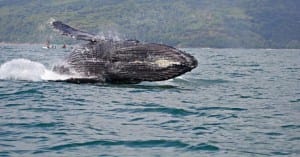 Whales in southern Costa Rica