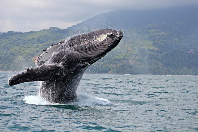 Humpback whale in Ballena Marine National Park Costa Rica