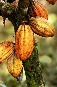 Cacao fruit Costa Rica
