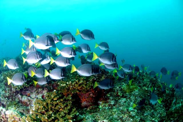 Coral reef in Golfo Dulce Costa Rica