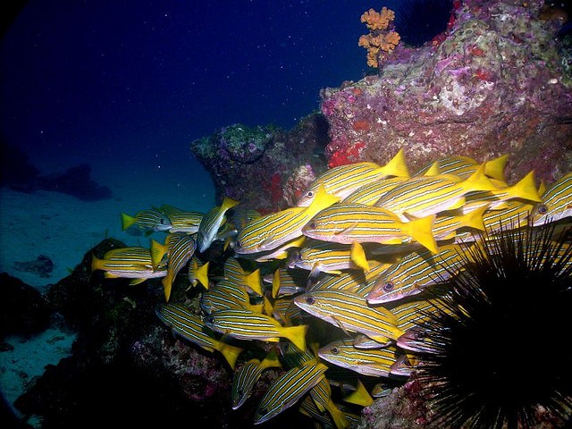 Coral reef in Golfo Dulce Costa Rica
