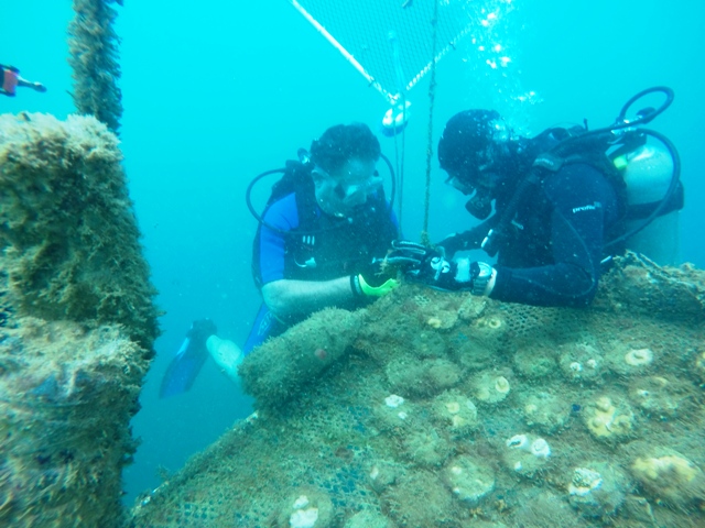 Coral reef restoration Golfo Dulce Costa Rica