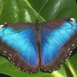 Morpho butterfly at Veragua Rainforest