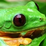 Tree frog at Veragua Rainforest