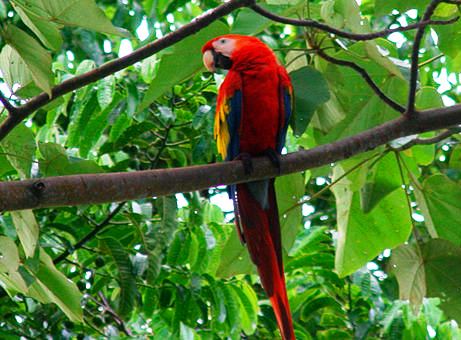 Birds at Nicuesa Lodge - Scarlet Macaw
