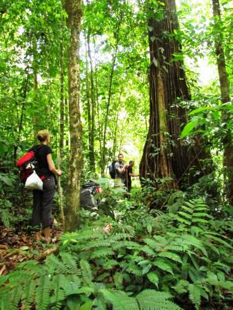 Costa Rica rainforest