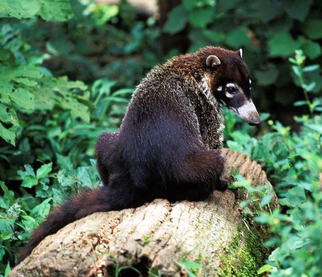 Costa Rica wildlife, coati