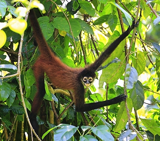 Spider monkey at Playa Nicuesa Rainforest Lodge in Costa Rica