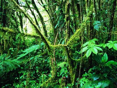 Monteverde Cloud Forest in Costa Rica