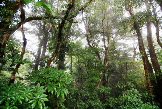 Monteverde Cloud Forest Reserve in Costa Rica