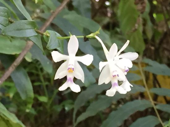 Orchids in Monteverde Costa Rica