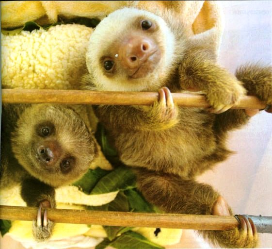Sloth babies at the Sloth Sanctuary