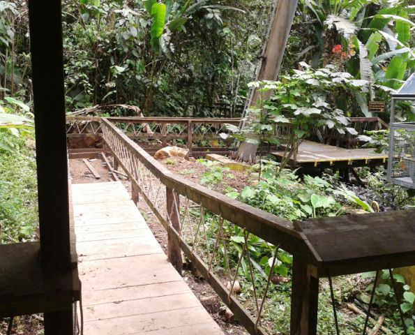 Accessible wheelchair minitrail new at Veragua Rainforest