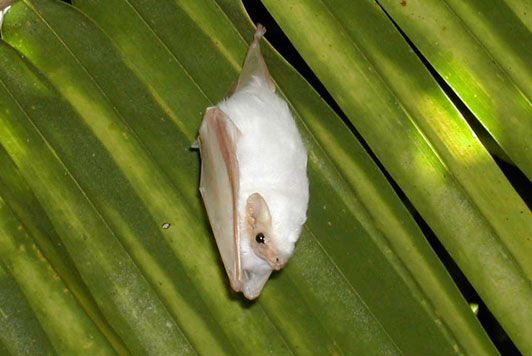 Bat Jungle in Monteverde Costa Rica