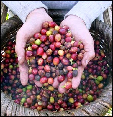 Coffee in Costa Rica