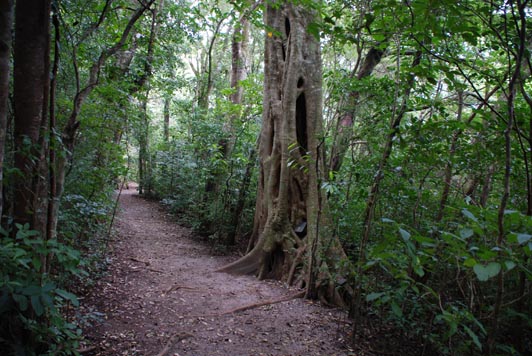 Cloud forest trails in Monteverde Costa Rica