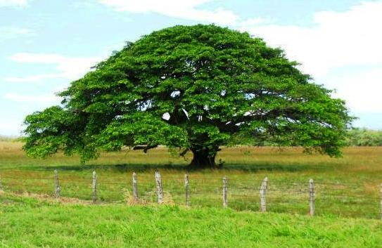 Guanacaste tree in Costa Rica