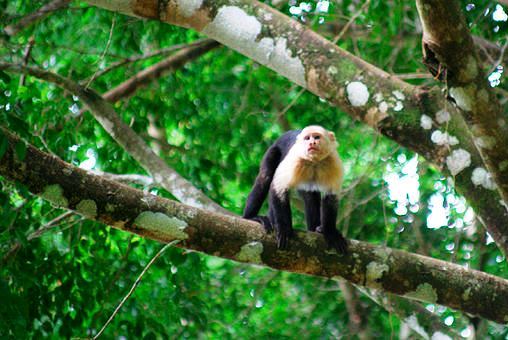 White-faced monkey at Playa Nicuesa