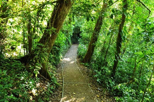 Monteverde Cloud Forest Reserve in Costa Rica