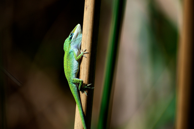 Anole at Veragua Rainforest