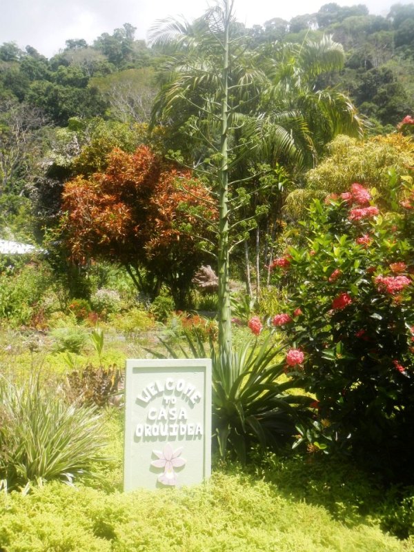 Casa Orquideas Botanical Garden Golfo Dulce Costa Rica