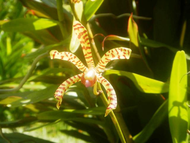 Orchid at Casa Orquideas Botanical Garden Golfo Dulce Costa Rica