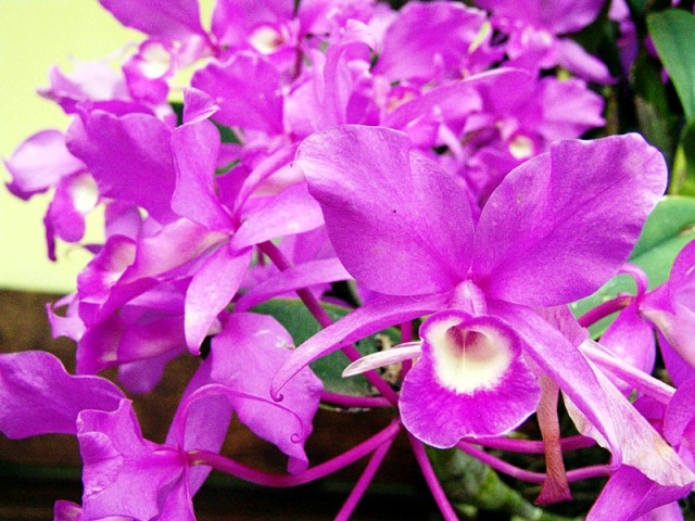 Costa Rica - orchids
