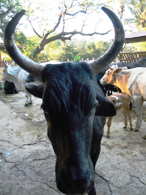 Cows waiting to be milked at Hacienda Guachipelin