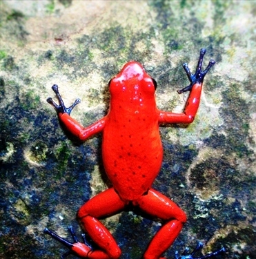 Strawberry poison dart frog, Veragua