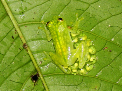 Talamanca Glass Frog at Veragua Rainforest in Costa Rica