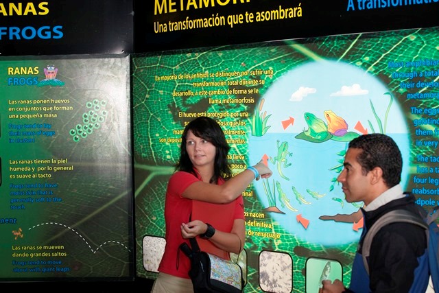 Frog habitat interactive display at Veragua