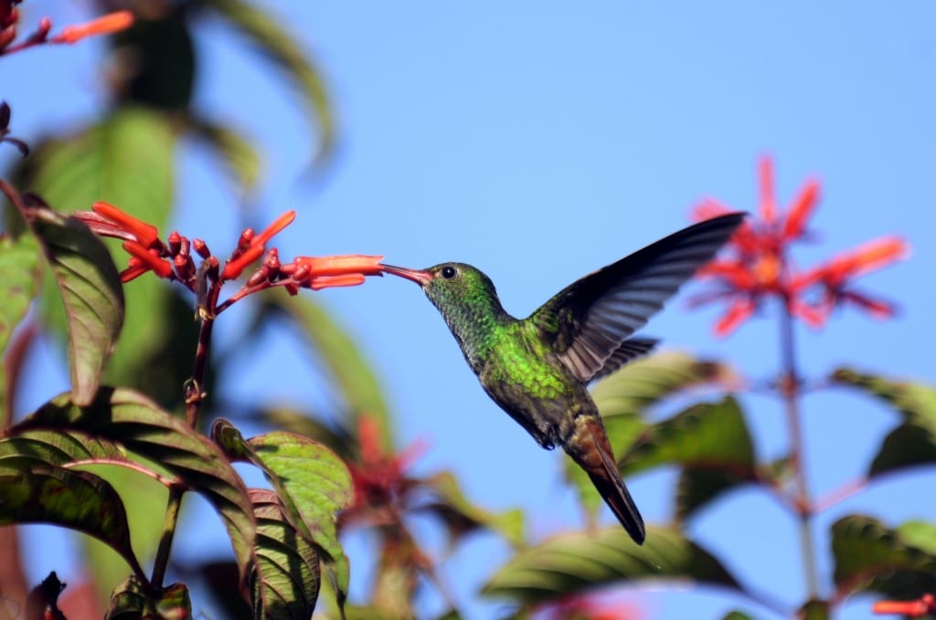 Hummingbird_at_La_Selva_Costa_Rica