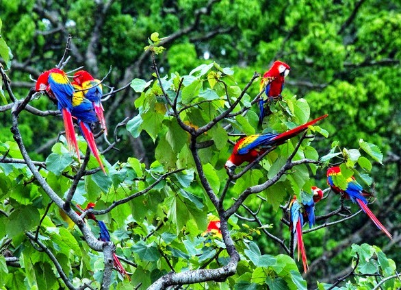 Scarlet Macaws at Playa Nicuesa Rainforest Lodge